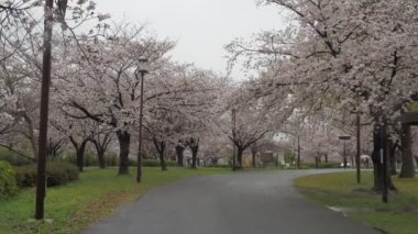 Yağmurlu gün kiraz çiçekleri Ojima Komatsugawa Parkı, Japonya Tokyo 2023