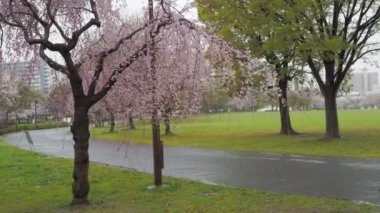 Yağmurlu gün kiraz çiçekleri Ojima Komatsugawa Parkı, Japonya Tokyo 2023