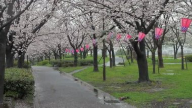 Yağmurlu gün kiraz çiçekleri Ojima Komatsugawa Parkı, Japonya Tokyo 2023