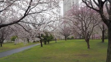 Yağmurlu gün kiraz çiçekleri Ojima Komatsugawa Parkı, Japonya Tokyo 2023