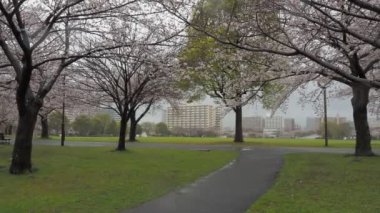 Yağmurlu gün kiraz çiçekleri Ojima Komatsugawa Parkı, Japonya Tokyo 2023