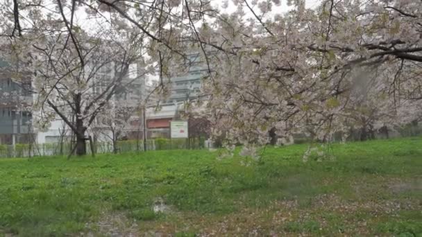Jour Pluie Fleurs Cerisier Rivière Arakawa Japon Tokyo 2023 — Video