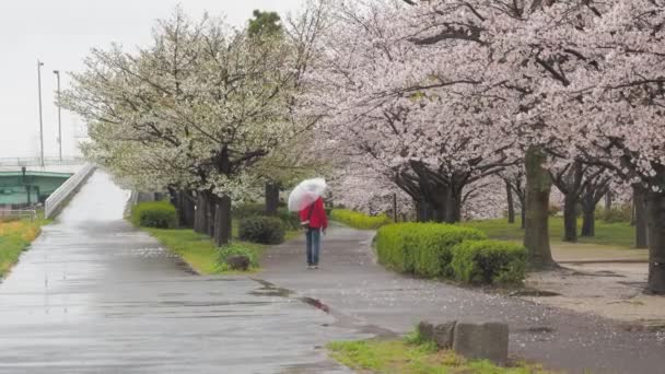 Цветение Сакуры Дождливый День Аракава Япония Tokyo 2023 — стоковое видео