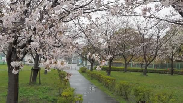 Deštivý Den Třešňové Květy Řeka Arakawa Japonsko Tokio 2023 — Stock video