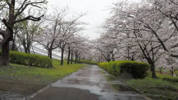Regendag Kersenbloesems Arakawa River Japan Tokio 2023 — Stockvideo