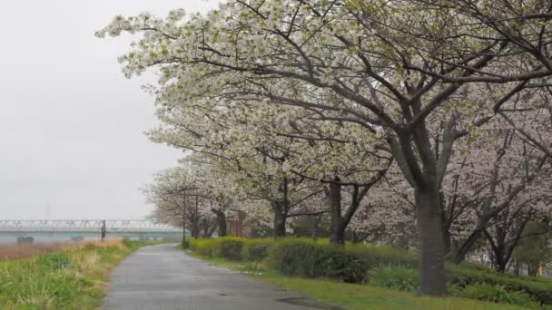 Deszczowy Dzień Kwiaty Wiśni Arakawa River Japonia Tokyo 2023 — Wideo stockowe