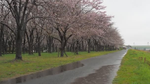 Βροχερή Μέρα Άνθη Κερασιάς Ποταμός Αρακάουα Ιαπωνία Τόκιο 2023 — Αρχείο Βίντεο