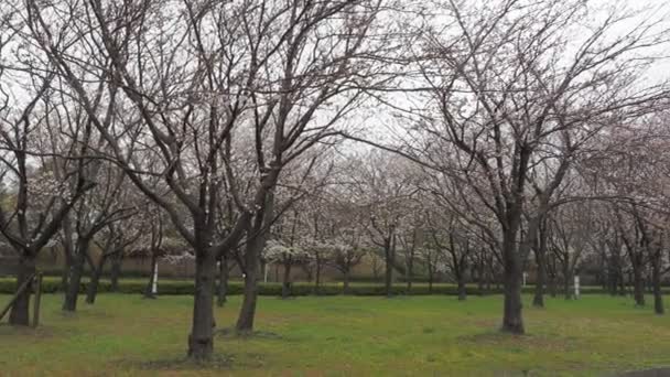 日本东京2023年 大雨天樱花盛开于阿拉川河 — 图库视频影像