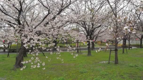 Βροχερή Μέρα Άνθη Κερασιάς Ποταμός Αρακάουα Ιαπωνία Τόκιο 2023 — Αρχείο Βίντεο
