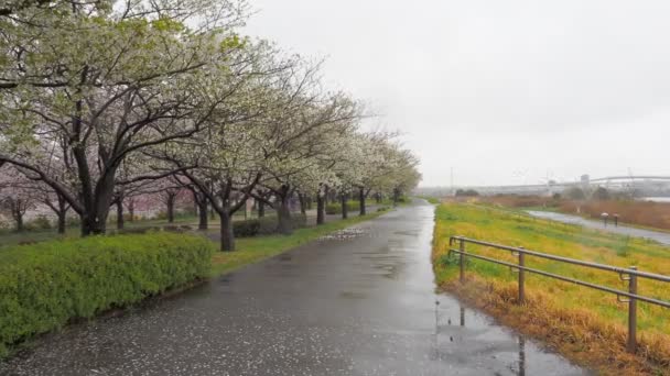 Jour Pluie Fleurs Cerisier Rivière Arakawa Japon Tokyo 2023 — Video