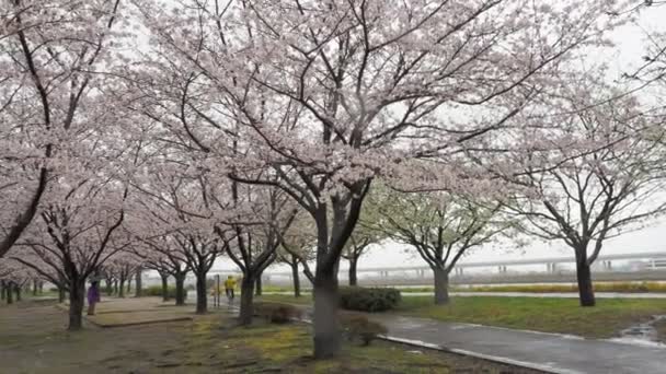 Regndag Körsbärsblommor Arakawa River Japan Tokyo 2023 — Stockvideo