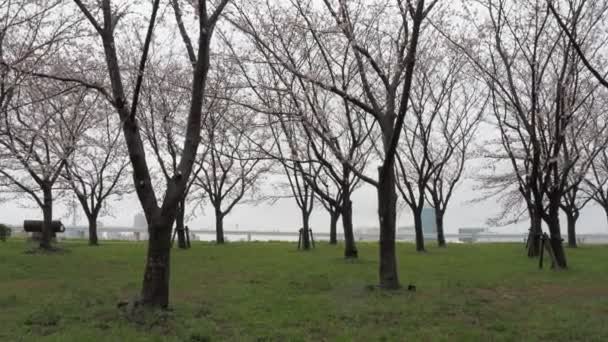 Deszczowy Dzień Kwiaty Wiśni Arakawa River Japonia Tokyo 2023 — Wideo stockowe