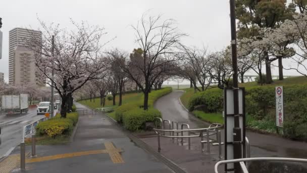 Giorno Pioggia Fiori Ciliegio Fiume Arakawa Giappone Tokyo 2023 — Video Stock