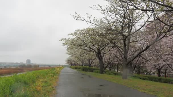 Rainy Day Cherry Blossoms Arakawa River Japan Tokyo 2023 — Stock Video