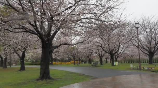 Deszczowy Dzień Kwiaty Wiśni Ojima Komatsugawa Park Japonia Tokio 2023 — Wideo stockowe