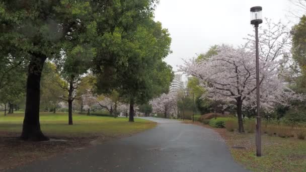 Jour Pluie Fleurs Cerisier Parc Ojima Komatsugawa Japon Tokyo 2023 — Video