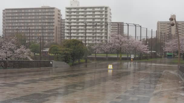 Deštivý Den Cherry Blossoms Ojima Komatsugawa Park Japan Tokyo 2023 — Stock video