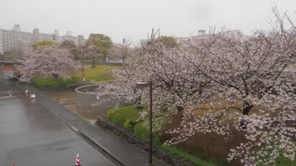 Rainy Day Cherry Flows Ojima Komatsugawa Park Ιαπωνία Τόκιο 2023 — Αρχείο Βίντεο