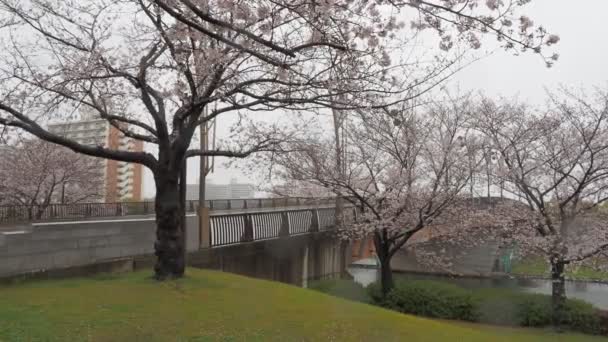 Giorno Pioggia Fiori Ciliegio Ojima Komatsugawa Park Giappone Tokyo 2023 — Video Stock