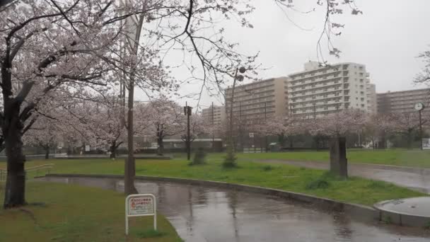 Regndag Körsbärsblommor Ojima Komatsugawa Park Japan Tokyo 2023 — Stockvideo