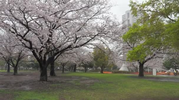 Giorno Pioggia Fiori Ciliegio Ojima Komatsugawa Park Giappone Tokyo 2023 — Video Stock