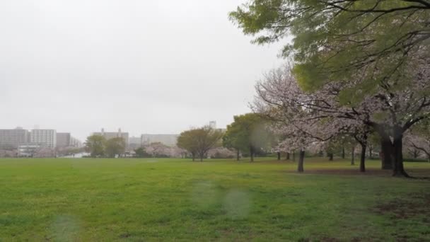 Rainy Day Cherry Blossoms Ojima Komatsugawa Park Japan Tokyo 2023 — Stock Video