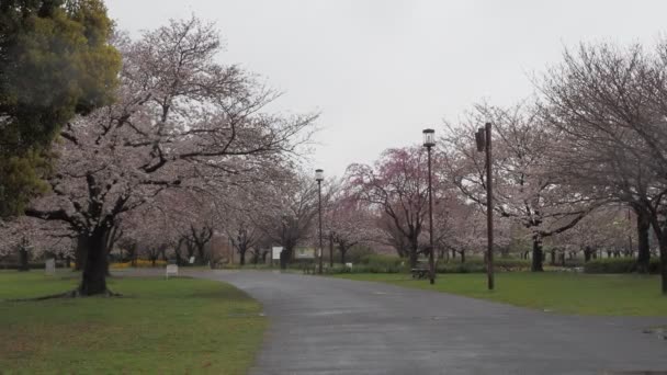 Rainy Day Cherry Blossoms Ojima Komatsugawa Park Japan Tokyo 2023 — Stock Video