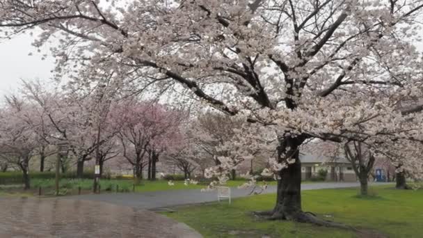 Regentag Kirschblüten Ojima Komatsugawa Park Japan Tokio 2023 — Stockvideo