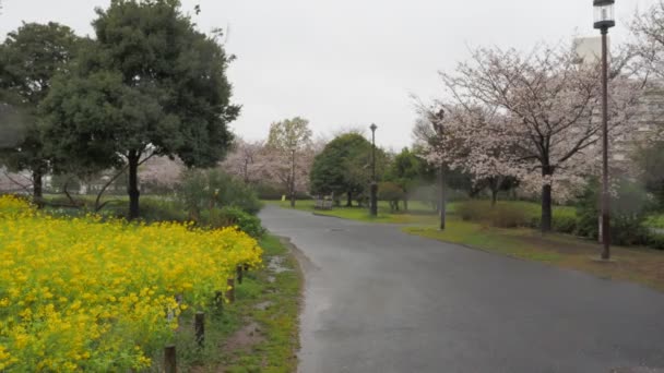 Kersenbloesems Ojima Komatsugawa Park Japan Tokio 2023 — Stockvideo