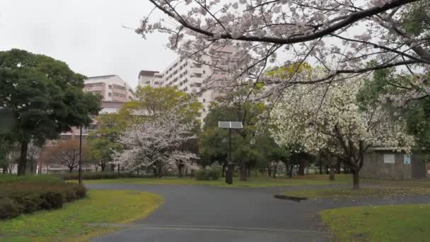 Día Lluvioso Flores Cerezo Ojima Komatsugawa Park Japón Tokio 2023 — Vídeos de Stock