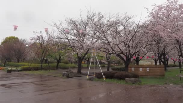 Rainy Day Cherry Flows Ojima Komatsugawa Park Ιαπωνία Τόκιο 2023 — Αρχείο Βίντεο