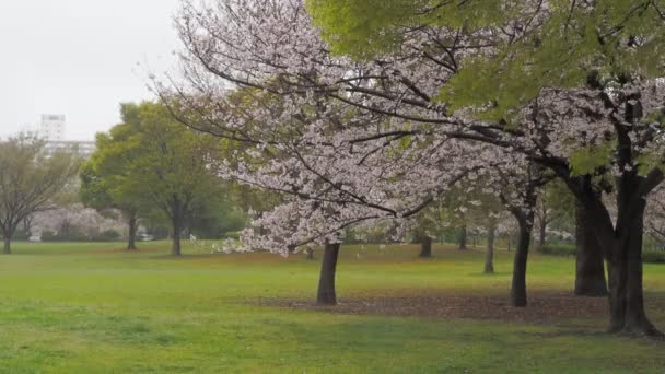Día Lluvioso Flores Cerezo Ojima Komatsugawa Park Japón Tokio 2023 — Vídeo de stock