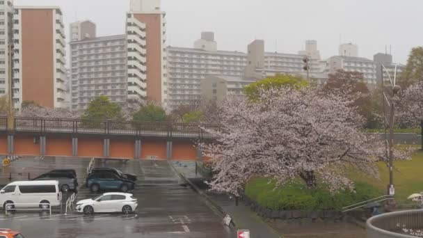 东京2023年 樱花盛开 — 图库视频影像