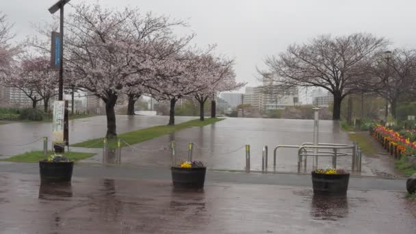Цветение Сакуры Дождливый День Ojima Komatsugawa Park Japan Tokyo 2023 — стоковое видео