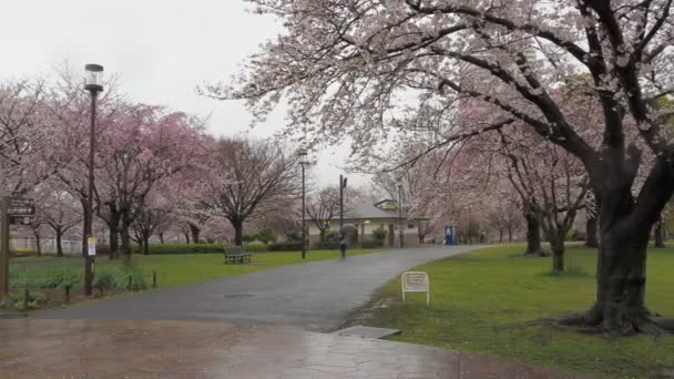 Regentag Kirschblüten Ojima Komatsugawa Park Japan Tokio 2023 — Stockvideo