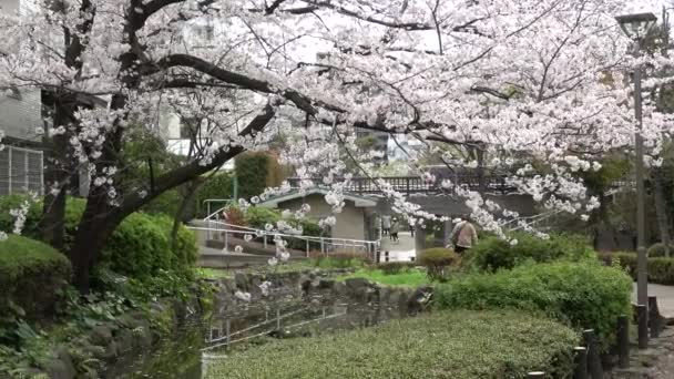 Fukutomigawa Park Kirschblüte Japan Tokio 2023 — Stockvideo