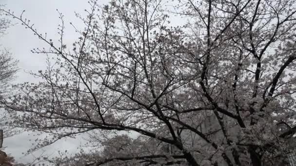 Fukutomigawa Park Fleur Cerisier Japon Tokyo 2023 — Video