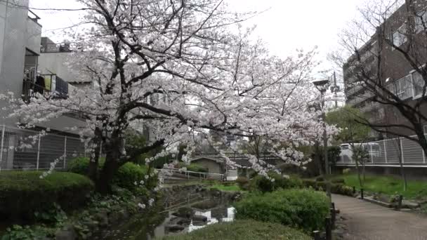 Parque Fukutomigawa Flor Cereja Japão Tóquio 2023 — Vídeo de Stock