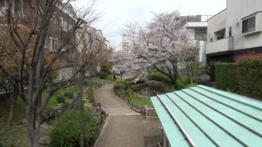 Fukutomigawa Park Kiraz Çiçeği, Japonya Tokyo 2023