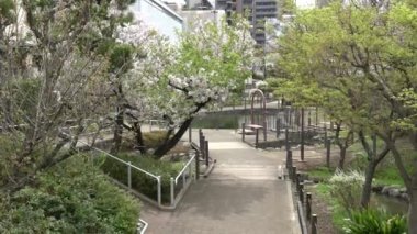 Fukutomigawa Park Kiraz Çiçeği, Japonya Tokyo 2023