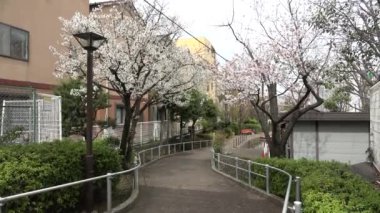 Fukutomigawa Park Kiraz Çiçeği, Japonya Tokyo 2023