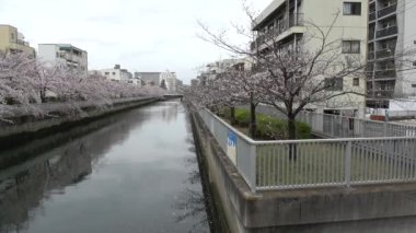 Sendaibori Nehri Kiraz Çiçeği Tam çiçek, Japonya Tokyo 2023