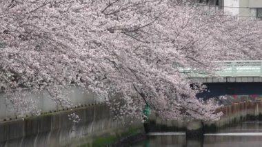 Sendaibori Nehri Kiraz Çiçeği Tam çiçek, Japonya Tokyo 2023