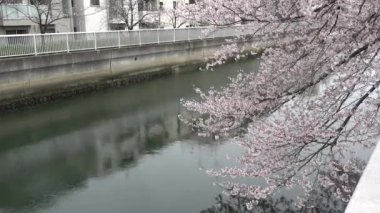 Sendaibori Nehri Kiraz Çiçeği Tam çiçek, Japonya Tokyo 2023
