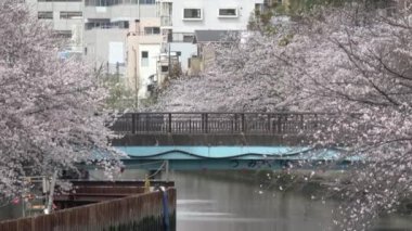 Sendaibori Nehri Kiraz Çiçeği Tam çiçek, Japonya Tokyo 2023