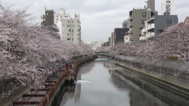 Sendaibori Nehri Kiraz Çiçeği Tam çiçek, Japonya Tokyo 2023