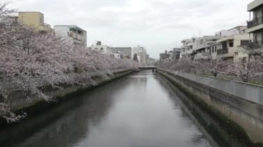 Sendaibori Nehri Kiraz Çiçeği Tam çiçek, Japonya Tokyo 2023