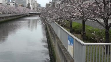 Sendaibori Nehri Kiraz Çiçeği Tam çiçek, Japonya Tokyo 2023