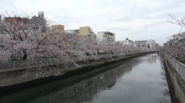 Sendaibori Nehri Kiraz Çiçeği Tam çiçek, Japonya Tokyo 2023