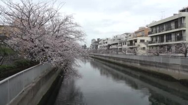 Sendaibori Nehri Kiraz Çiçeği Tam çiçek, Japonya Tokyo 2023